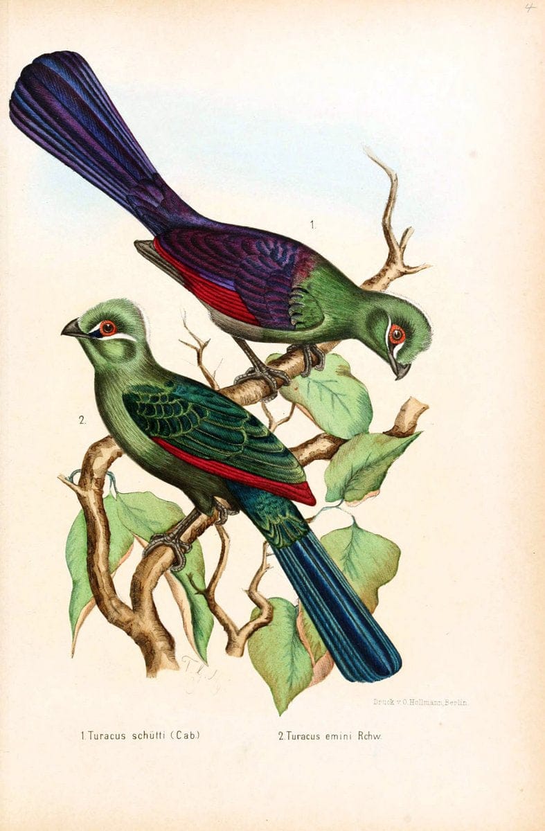 Die VÃ¶gel Afrikas. atlas.Neudamm,J. Neumann,1900-05. | Africa Birds SIL | Vintage Print Reproduction 473630