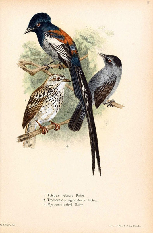 Die VÃ¶gel Afrikas. atlas.Neudamm,J. Neumann,1900-05. | Africa Birds SIL | Vintage Print Reproduction 473634