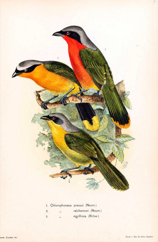 Die VÃ¶gel Afrikas. atlas.Neudamm,J. Neumann,1900-05. | Africa Birds SIL | Vintage Print Reproduction 473635