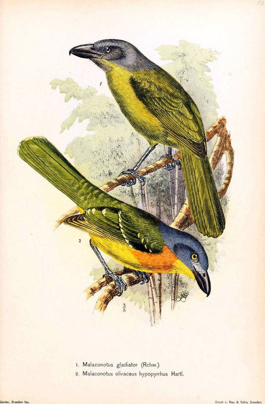 Die VÃ¶gel Afrikas. atlas.Neudamm,J. Neumann,1900-05. | Africa Birds SIL | Vintage Print Reproduction 473636