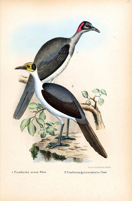 Die VÃ¶gel Afrikas. atlas.Neudamm,J. Neumann,1900-05. | Africa Birds SIL | Vintage Print Reproduction 473637