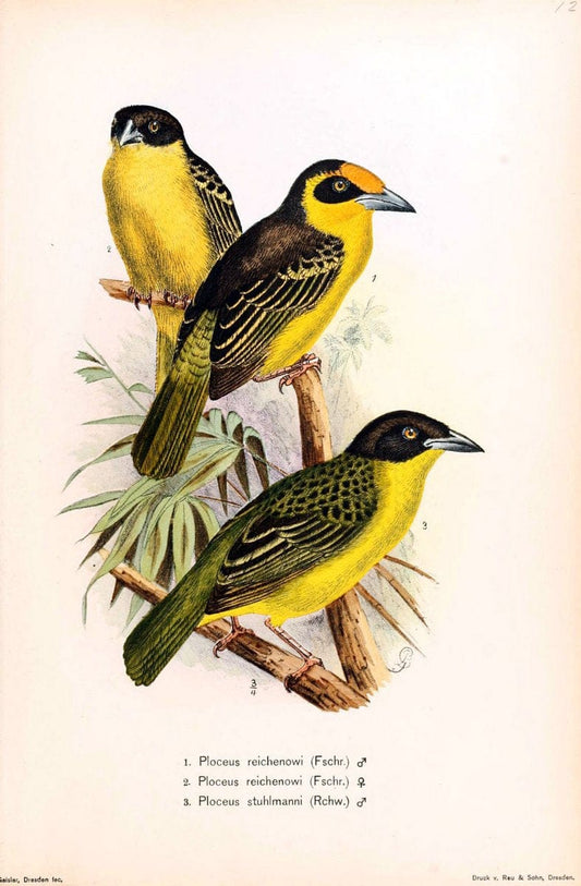 Die VÃ¶gel Afrikas. atlas.Neudamm,J. Neumann,1900-05. | Africa Birds SIL | Vintage Print Reproduction 473638