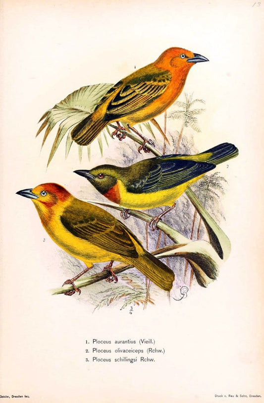 Die VÃ¶gel Afrikas. atlas.Neudamm,J. Neumann,1900-05. | Africa Birds SIL | Vintage Print Reproduction 473639