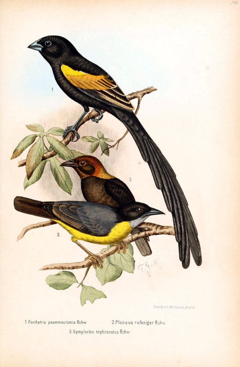 Die VÃ¶gel Afrikas. atlas.Neudamm,J. Neumann,1900-05. | Africa Birds SIL | Vintage Print Reproduction 473640