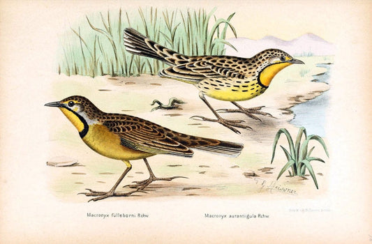 Die VÃ¶gel Afrikas. atlas.Neudamm,J. Neumann,1900-05. | Africa Birds SIL | Vintage Print Reproduction 473641