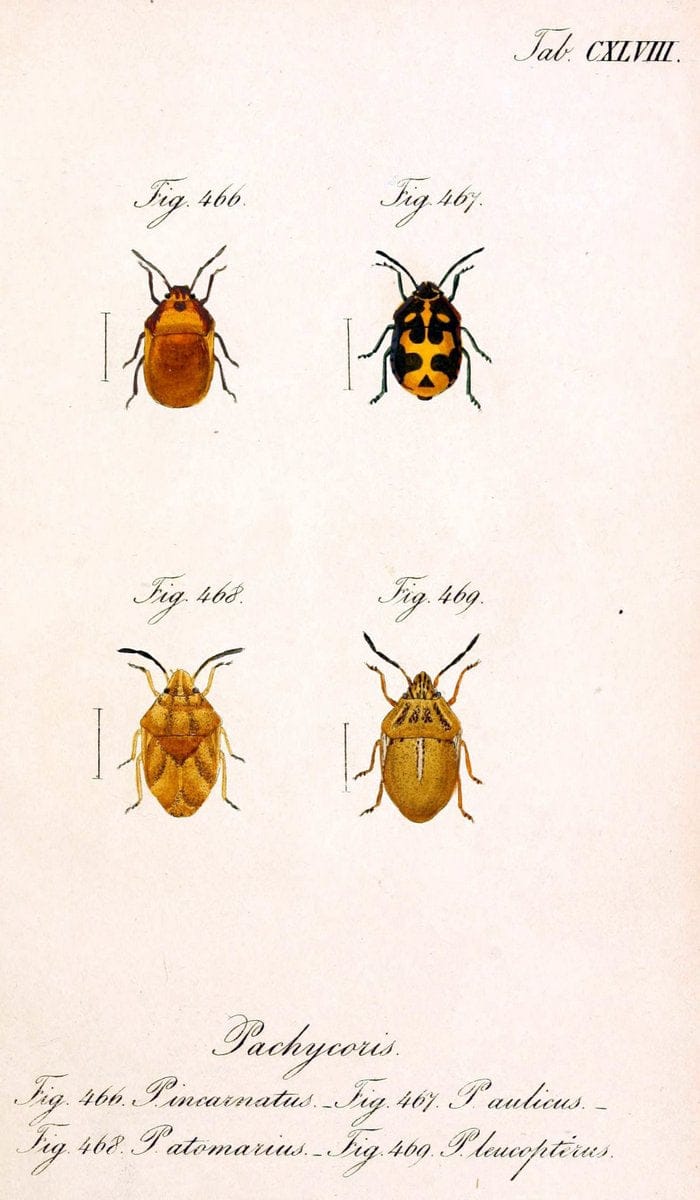 Die wanzenartigen Insecten :.NÃ¼rnberg :In der C.H. Zeh'schen Buchhandlung,1831-1853.  | Hemiptera | Vintage Print Reproduction 473645