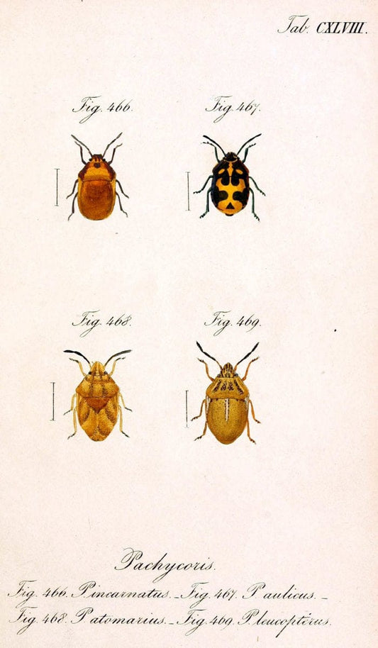 Die wanzenartigen Insecten :.NÃ¼rnberg :In der C.H. Zeh'schen Buchhandlung,1831-1853.  | Hemiptera | Vintage Print Reproduction 473645