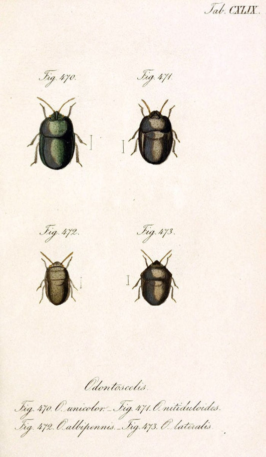Die wanzenartigen Insecten :.NÃ¼rnberg :In der C.H. Zeh'schen Buchhandlung,1831-1853.  | Hemiptera | Vintage Print Reproduction 473646