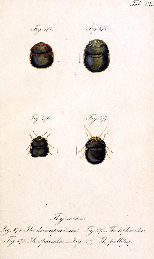 Die wanzenartigen Insecten :.NÃ¼rnberg :In der C.H. Zeh'schen Buchhandlung,1831-1853.  | Hemiptera | Vintage Print Reproduction 473647