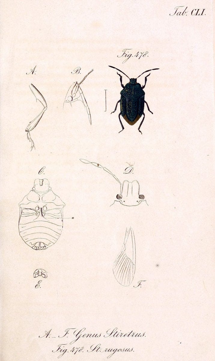 Die wanzenartigen Insecten :.NÃ¼rnberg :In der C.H. Zeh'schen Buchhandlung,1831-1853.  | Hemiptera | Vintage Print Reproduction 473648