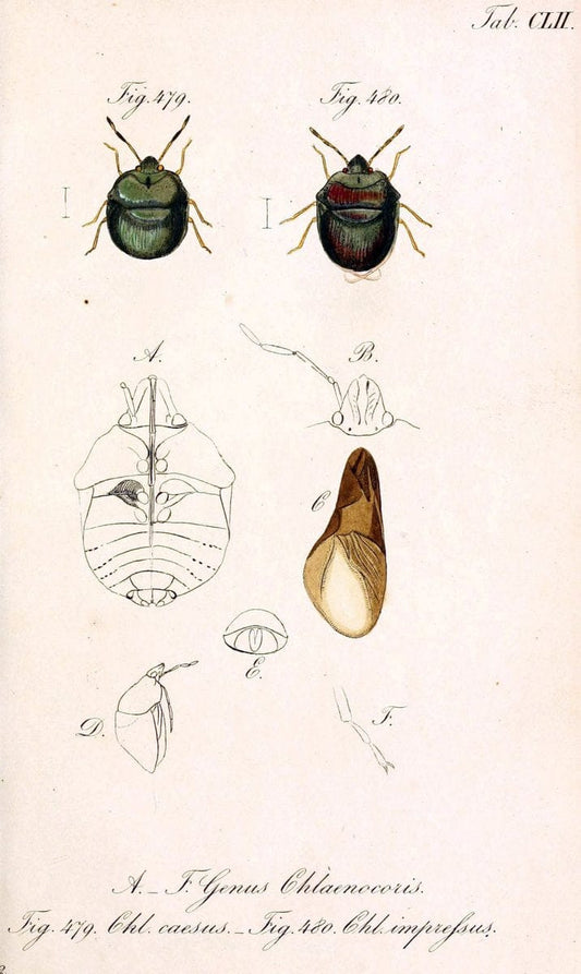 Die wanzenartigen Insecten :.NÃ¼rnberg :In der C.H. Zeh'schen Buchhandlung,1831-1853.  | Hemiptera | Vintage Print Reproduction 473649