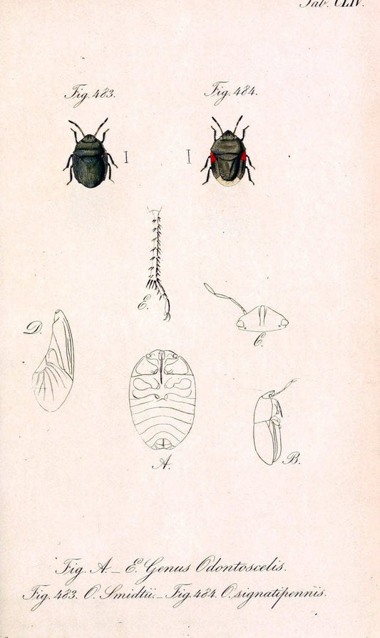 Die wanzenartigen Insecten :.NÃ¼rnberg :In der C.H. Zeh'schen Buchhandlung,1831-1853.  | Hemiptera | Vintage Print Reproduction 473651