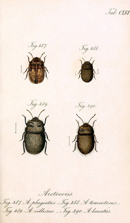Die wanzenartigen Insecten :.NÃ¼rnberg :In der C.H. Zeh'schen Buchhandlung,1831-1853.  | Hemiptera | Vintage Print Reproduction 473653