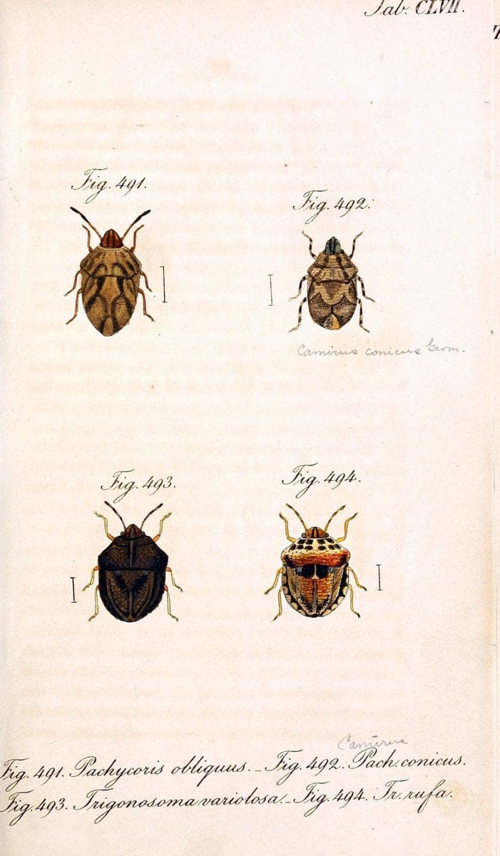 Die wanzenartigen Insecten :.NÃ¼rnberg :In der C.H. Zeh'schen Buchhandlung,1831-1853.  | Hemiptera | Vintage Print Reproduction 473654