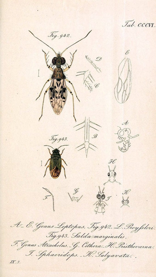 Die wanzenartigen Insecten :.NÃ¼rnberg :In der C.H. Zeh'schen Buchhandlung,1831-1853.  | Hemiptera | Vintage Print Reproduction 473656