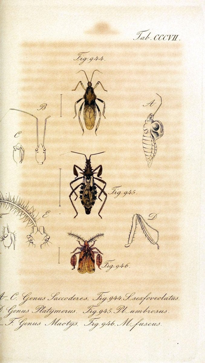Die wanzenartigen Insecten :.NÃ¼rnberg :In der C.H. Zeh'schen Buchhandlung,1831-1853.  | Hemiptera | Vintage Print Reproduction 473657