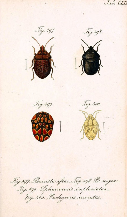 Die wanzenartigen Insecten :.NÃ¼rnberg :In der C.H. Zeh'schen Buchhandlung,1831-1853.  | Hemiptera | Vintage Print Reproduction 473658