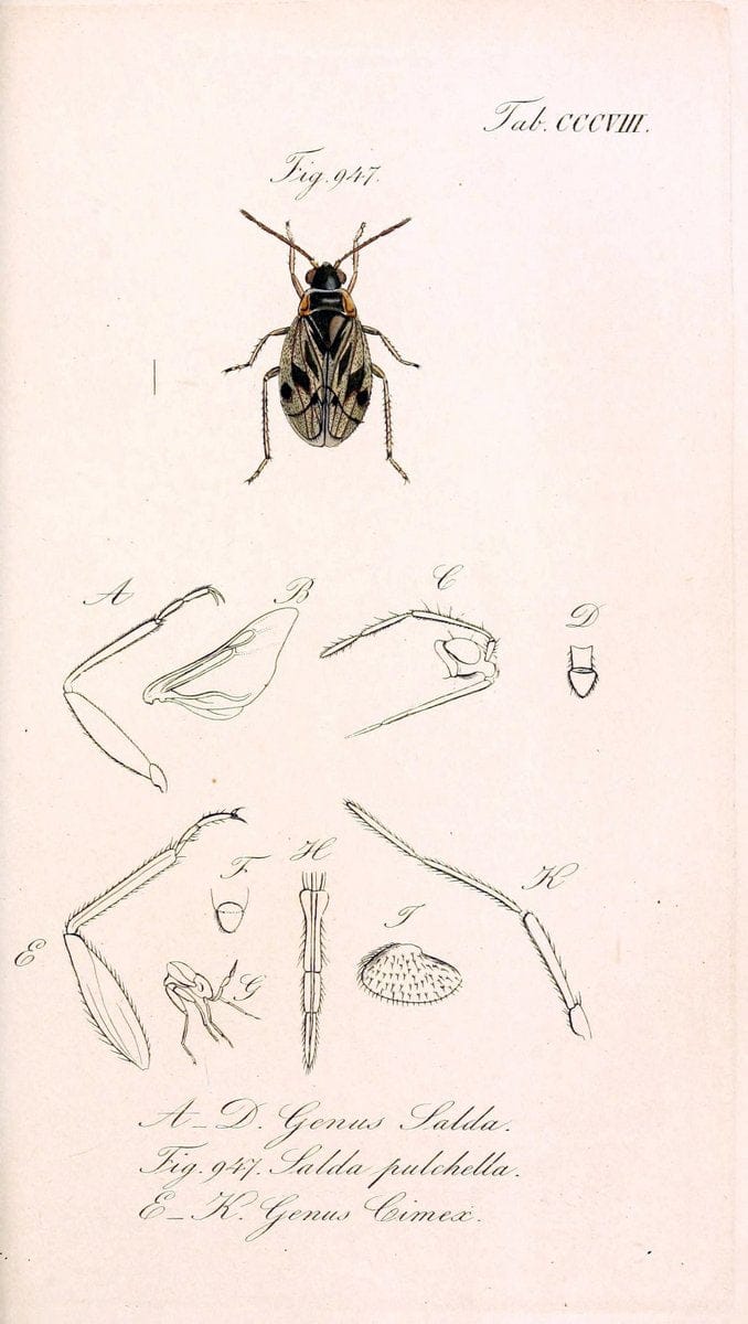 Die wanzenartigen Insecten :.NÃ¼rnberg :In der C.H. Zeh'schen Buchhandlung,1831-1853.  | Hemiptera | Vintage Print Reproduction 473659