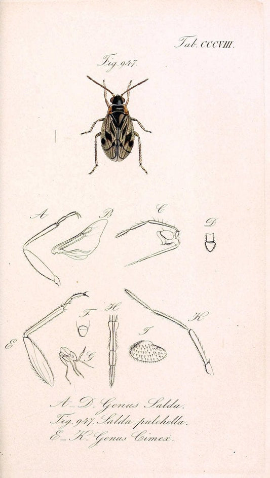 Die wanzenartigen Insecten :.NÃ¼rnberg :In der C.H. Zeh'schen Buchhandlung,1831-1853.  | Hemiptera | Vintage Print Reproduction 473659