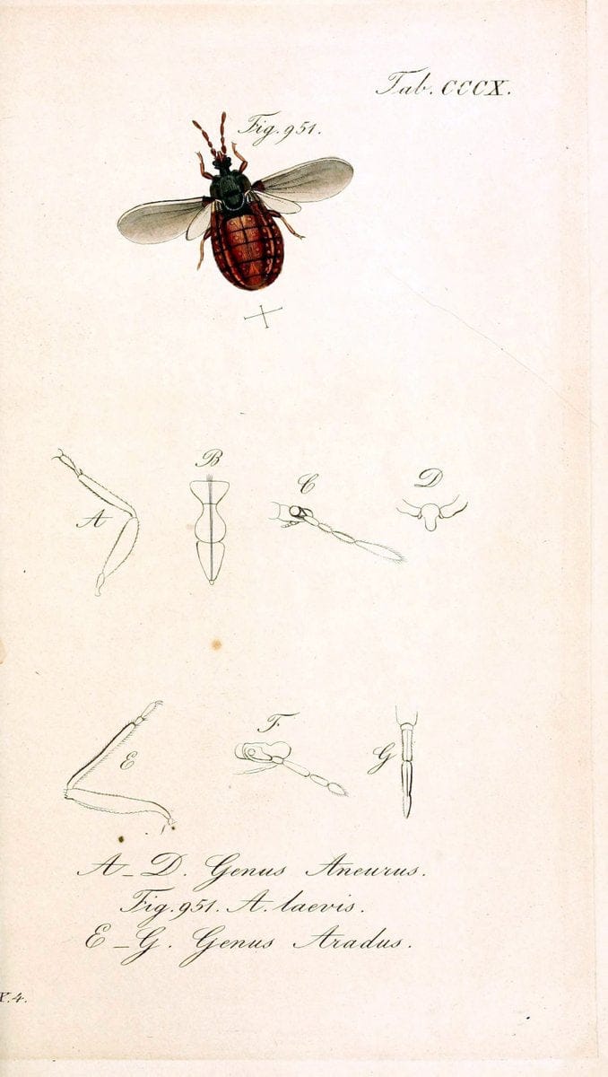 Die wanzenartigen Insecten :.NÃ¼rnberg :In der C.H. Zeh'schen Buchhandlung,1831-1853.  | Hemiptera | Vintage Print Reproduction 473661
