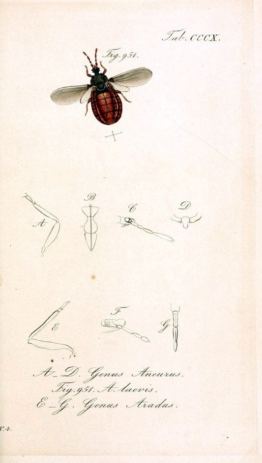 Die wanzenartigen Insecten :.NÃ¼rnberg :In der C.H. Zeh'schen Buchhandlung,1831-1853.  | Hemiptera | Vintage Print Reproduction 473661