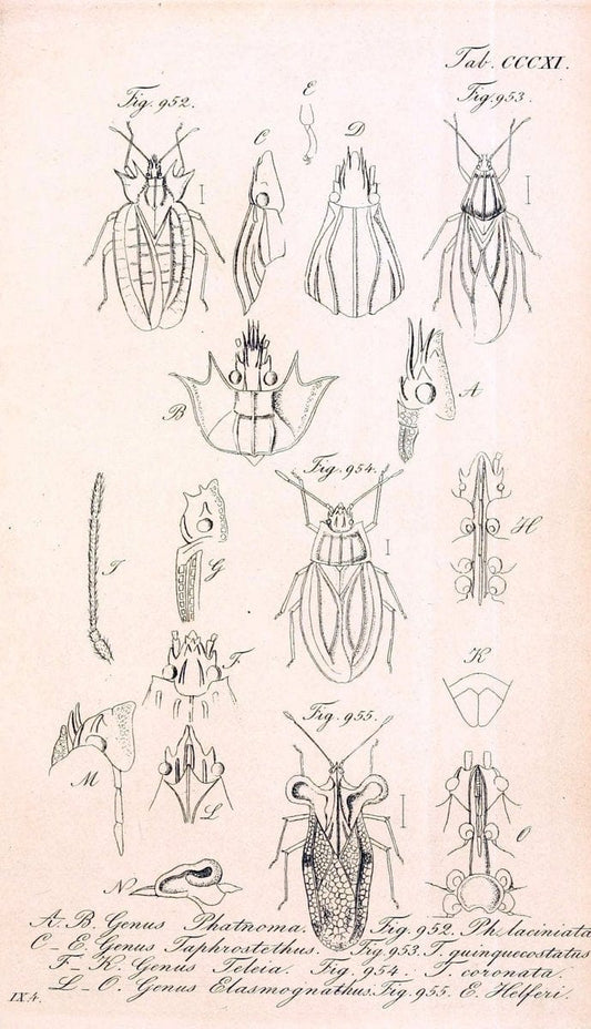 Die wanzenartigen Insecten :.NÃ¼rnberg :In der C.H. Zeh'schen Buchhandlung,1831-1853.  | Hemiptera | Vintage Print Reproduction 473662