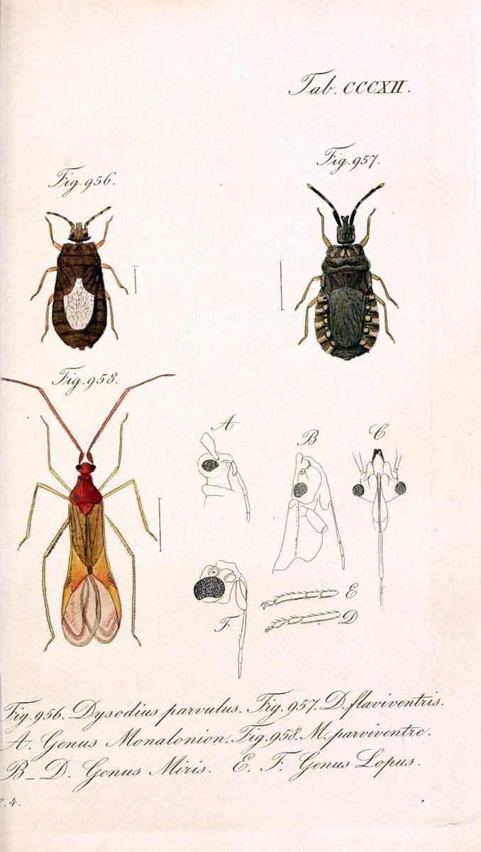 Die wanzenartigen Insecten :.NÃ¼rnberg :In der C.H. Zeh'schen Buchhandlung,1831-1853.  | Hemiptera | Vintage Print Reproduction 473663
