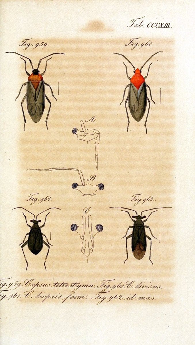 Die wanzenartigen Insecten :.NÃ¼rnberg :In der C.H. Zeh'schen Buchhandlung,1831-1853.  | Hemiptera | Vintage Print Reproduction 473664