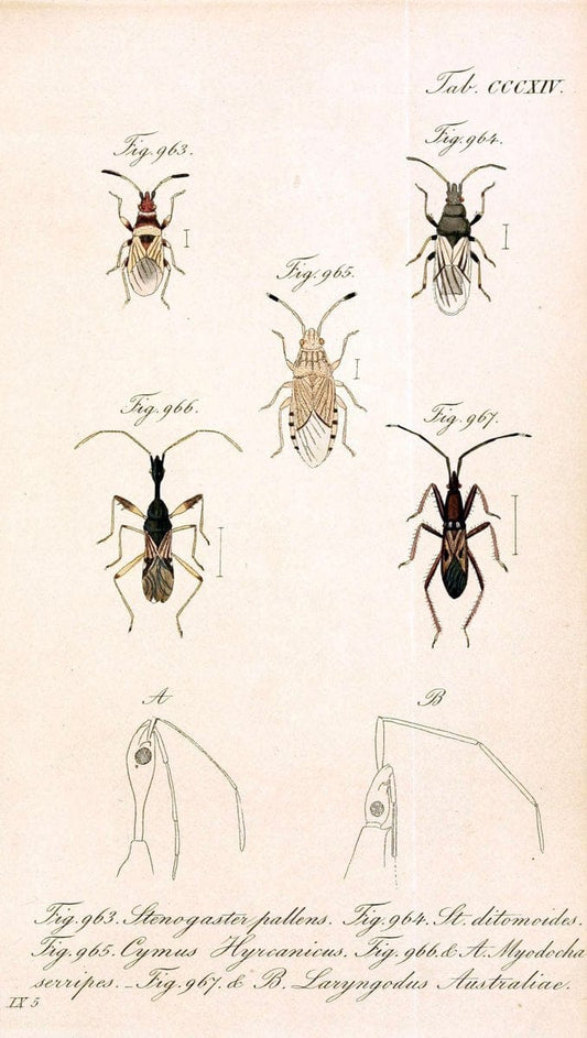 Die wanzenartigen Insecten :.NÃ¼rnberg :In der C.H. Zeh'schen Buchhandlung,1831-1853.  | Hemiptera | Vintage Print Reproduction 473665