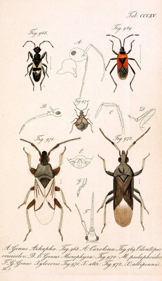 Die wanzenartigen Insecten :.NÃ¼rnberg :In der C.H. Zeh'schen Buchhandlung,1831-1853.  | Hemiptera | Vintage Print Reproduction 473666