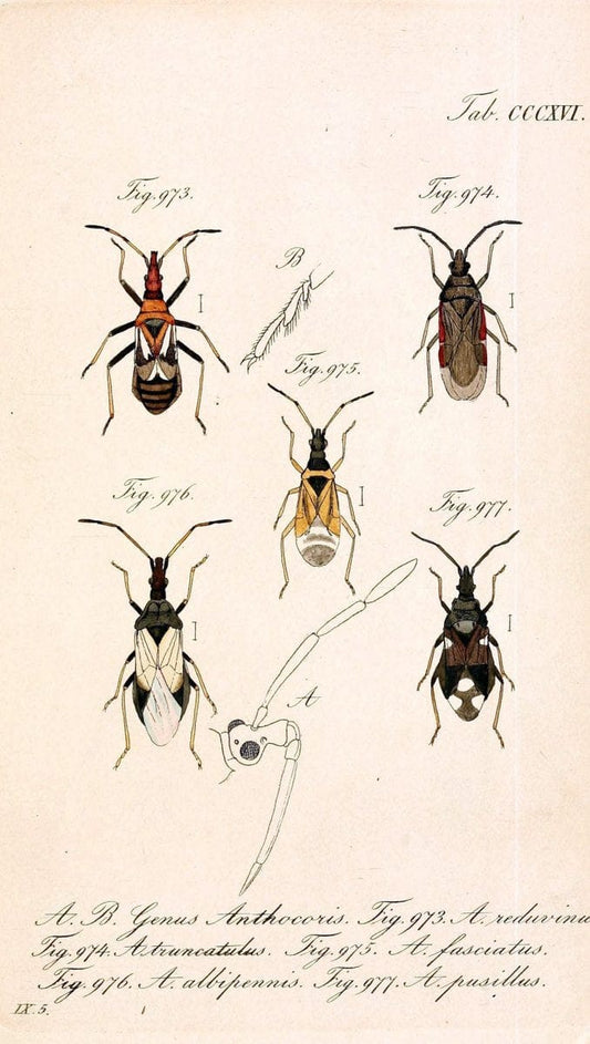Die wanzenartigen Insecten :.NÃ¼rnberg :In der C.H. Zeh'schen Buchhandlung,1831-1853.  | Hemiptera | Vintage Print Reproduction 473667