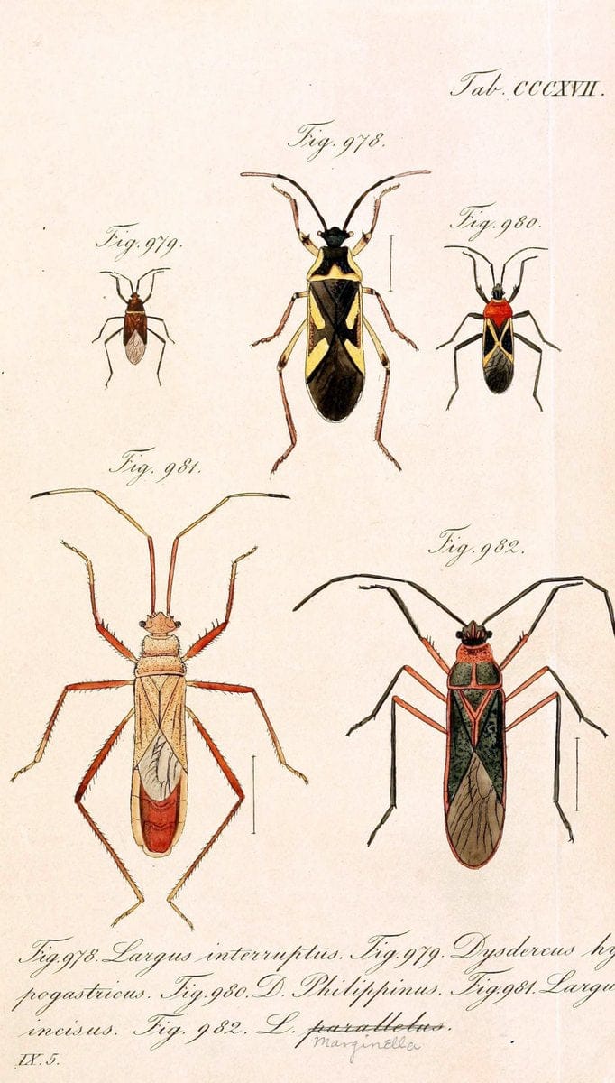 Die wanzenartigen Insecten :.NÃ¼rnberg :In der C.H. Zeh'schen Buchhandlung,1831-1853.  | Hemiptera | Vintage Print Reproduction 473668
