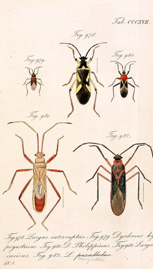 Die wanzenartigen Insecten :.NÃ¼rnberg :In der C.H. Zeh'schen Buchhandlung,1831-1853.  | Hemiptera | Vintage Print Reproduction 473668