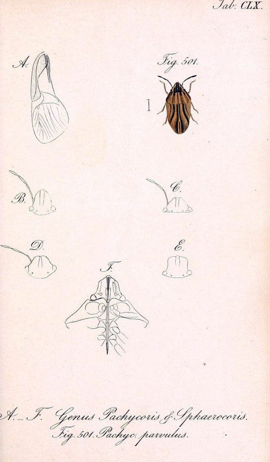 Die wanzenartigen Insecten :.NÃ¼rnberg :In der C.H. Zeh'schen Buchhandlung,1831-1853.  | Hemiptera | Vintage Print Reproduction 473669