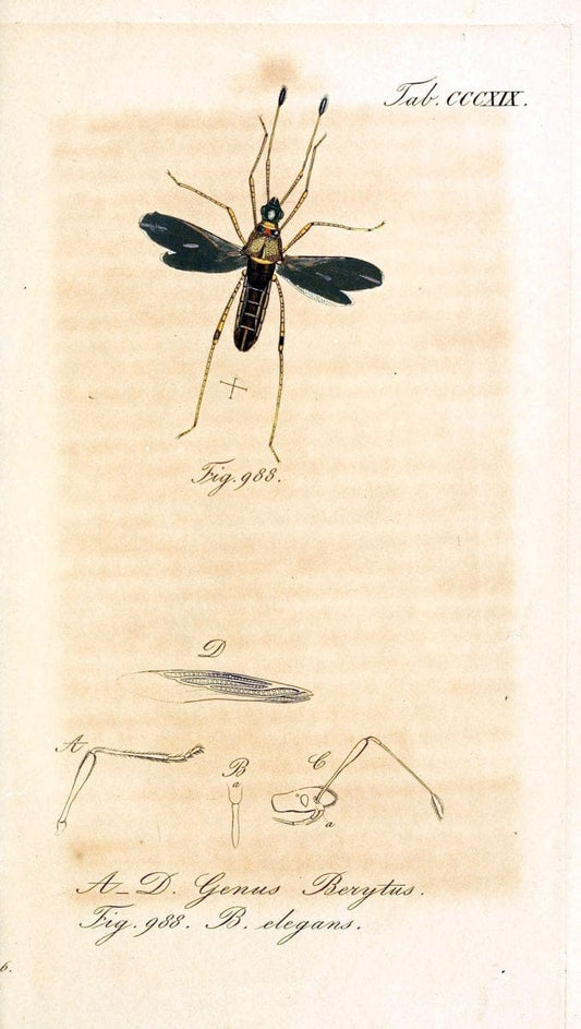 Die wanzenartigen Insecten :.NÃ¼rnberg :In der C.H. Zeh'schen Buchhandlung,1831-1853.  | Hemiptera | Vintage Print Reproduction 473671