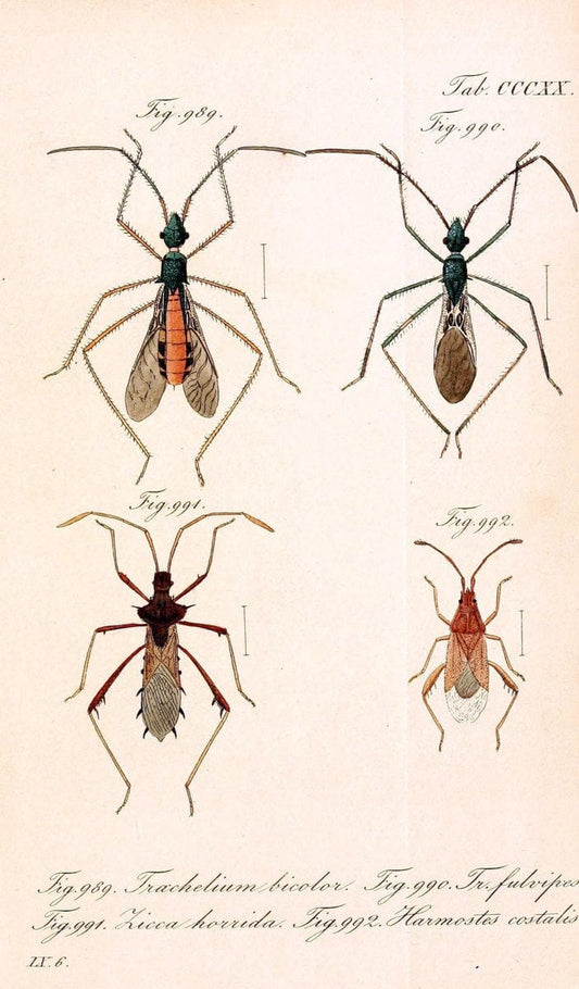Die wanzenartigen Insecten :.NÃ¼rnberg :In der C.H. Zeh'schen Buchhandlung,1831-1853.  | Hemiptera | Vintage Print Reproduction 473672