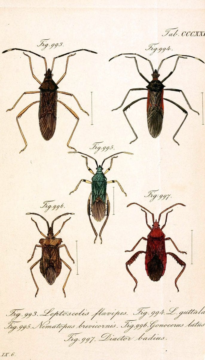 Die wanzenartigen Insecten :.NÃ¼rnberg :In der C.H. Zeh'schen Buchhandlung,1831-1853.  | Hemiptera | Vintage Print Reproduction 473673