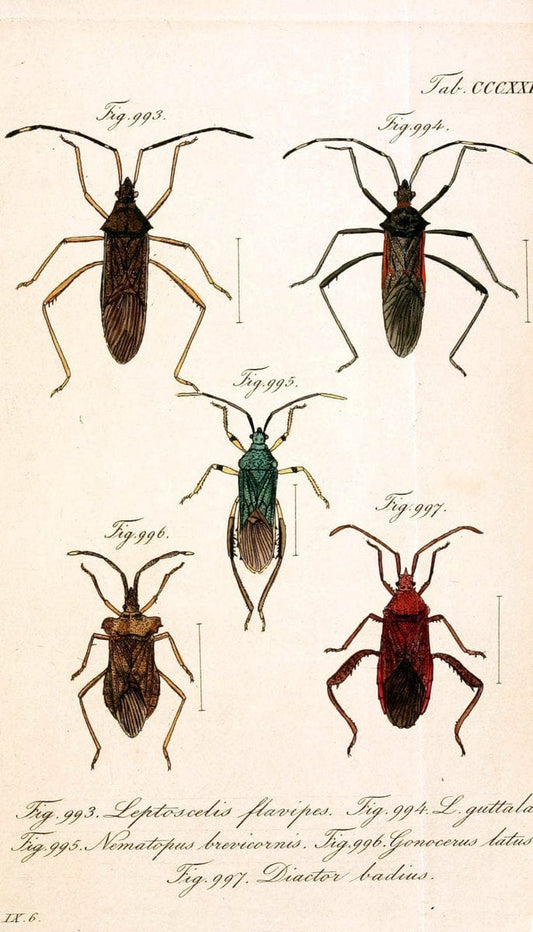 Die wanzenartigen Insecten :.NÃ¼rnberg :In der C.H. Zeh'schen Buchhandlung,1831-1853.  | Hemiptera | Vintage Print Reproduction 473673