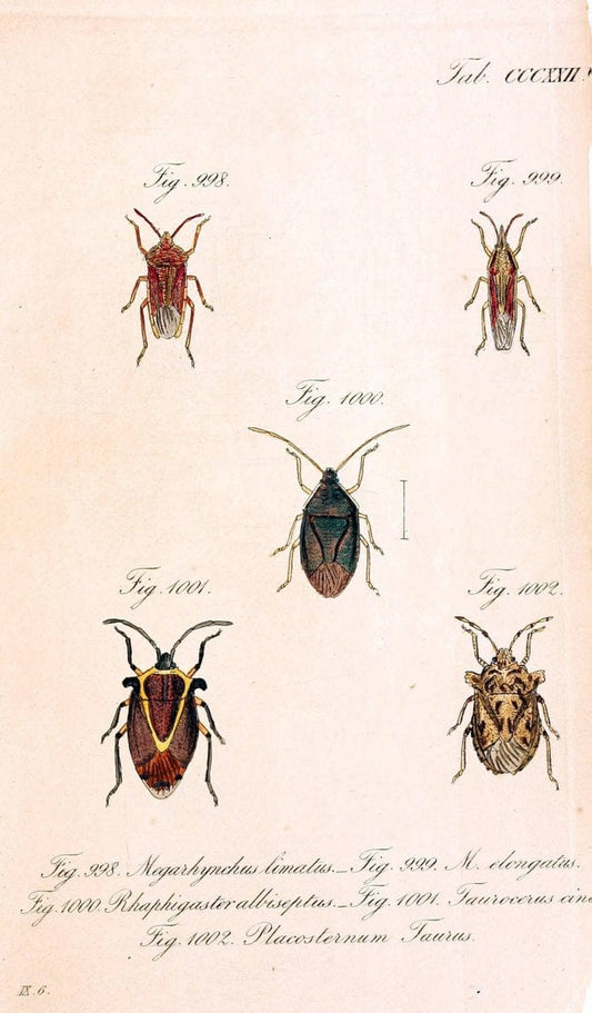 Die wanzenartigen Insecten :.NÃ¼rnberg :In der C.H. Zeh'schen Buchhandlung,1831-1853.  | Hemiptera | Vintage Print Reproduction 473674