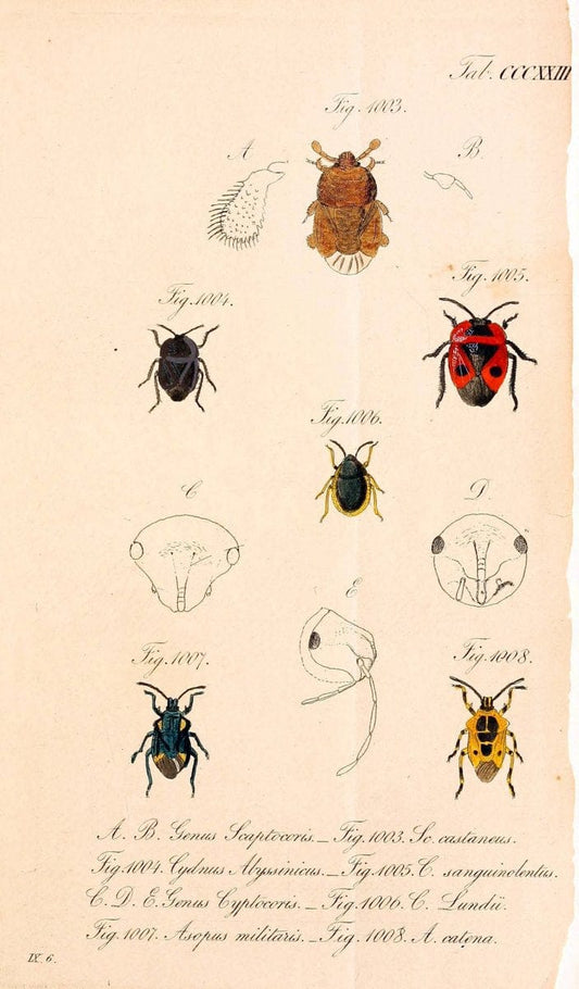 Die wanzenartigen Insecten :.NÃ¼rnberg :In der C.H. Zeh'schen Buchhandlung,1831-1853.  | Hemiptera | Vintage Print Reproduction 473675