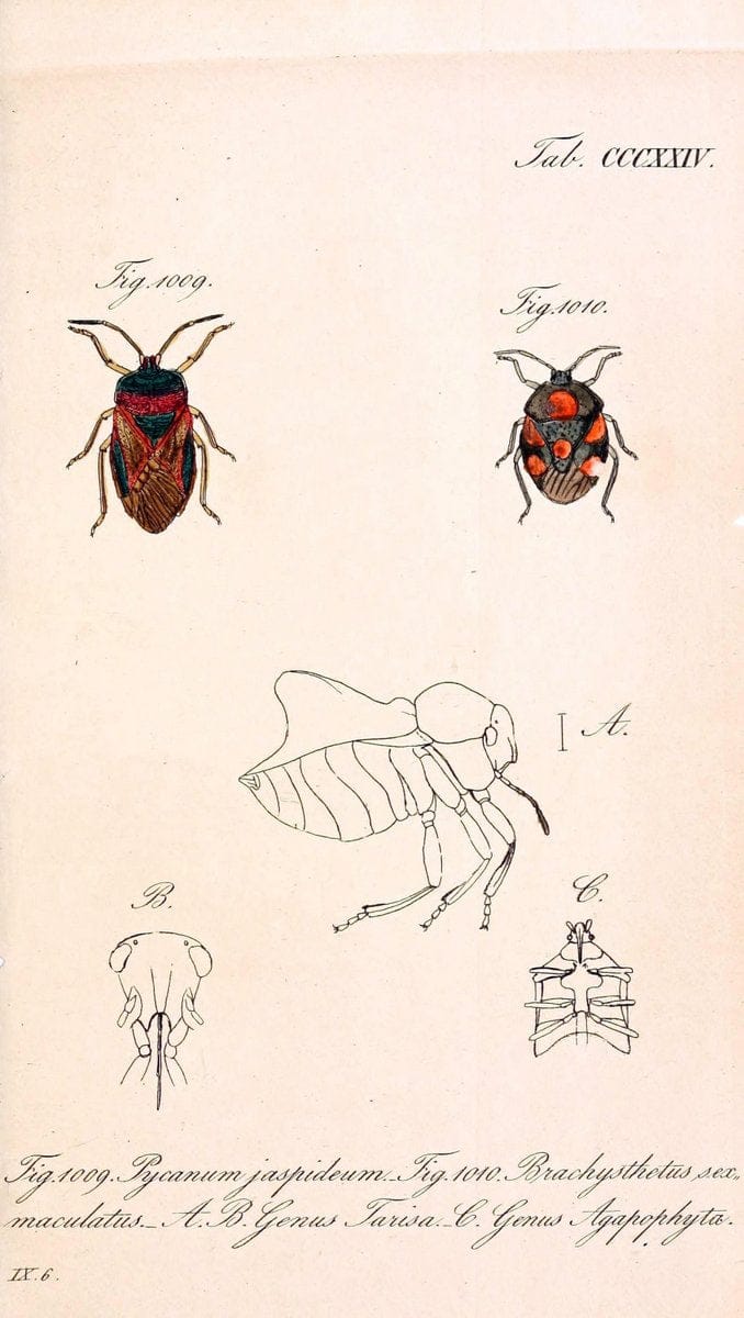Die wanzenartigen Insecten :.NÃ¼rnberg :In der C.H. Zeh'schen Buchhandlung,1831-1853.  | Hemiptera | Vintage Print Reproduction 473676