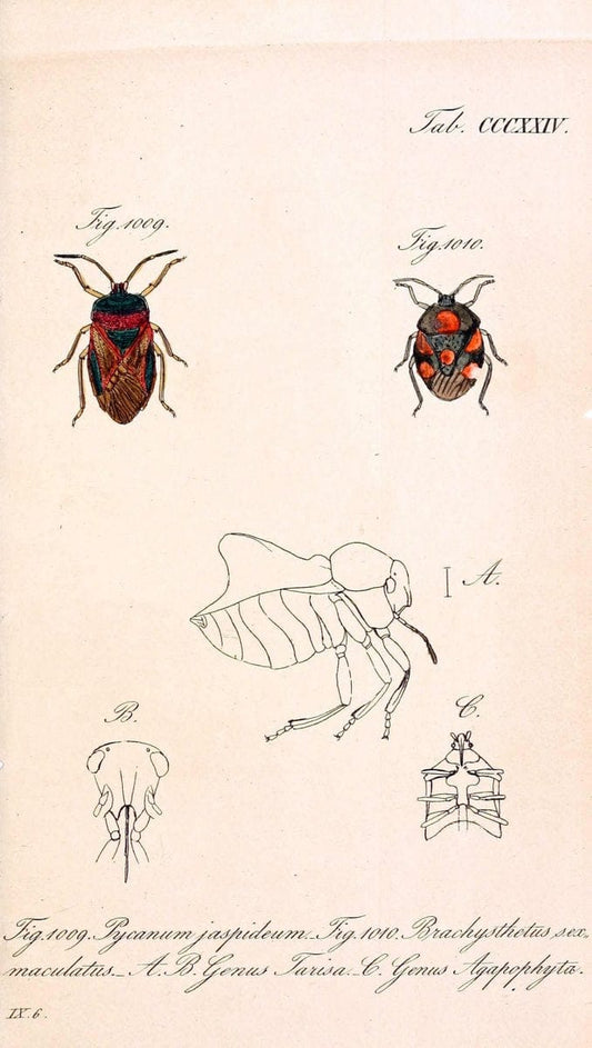 Die wanzenartigen Insecten :.NÃ¼rnberg :In der C.H. Zeh'schen Buchhandlung,1831-1853.  | Hemiptera | Vintage Print Reproduction 473676
