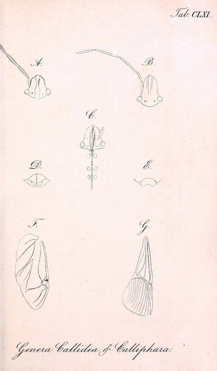 Dragable Image