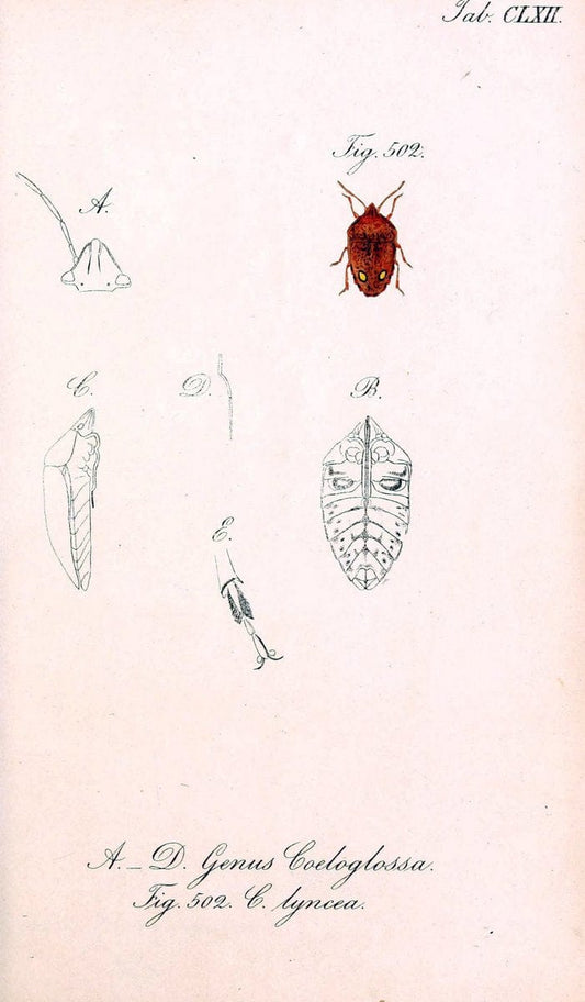 Die wanzenartigen Insecten :.NÃ¼rnberg :In der C.H. Zeh'schen Buchhandlung,1831-1853.  | Hemiptera | Vintage Print Reproduction 473678
