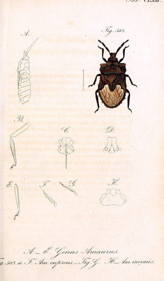 Die wanzenartigen Insecten :.NÃ¼rnberg :In der C.H. Zeh'schen Buchhandlung,1831-1853.  | Hemiptera | Vintage Print Reproduction 473679
