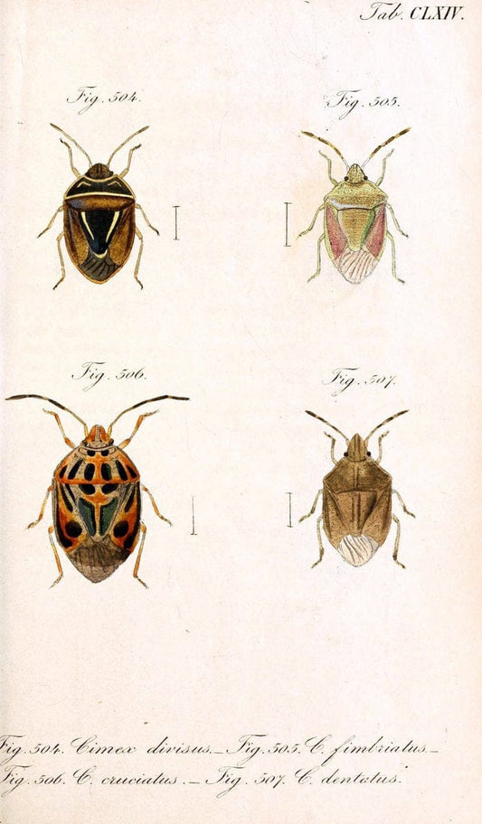 Die wanzenartigen Insecten :.NÃ¼rnberg :In der C.H. Zeh'schen Buchhandlung,1831-1853.  | Hemiptera | Vintage Print Reproduction 473680