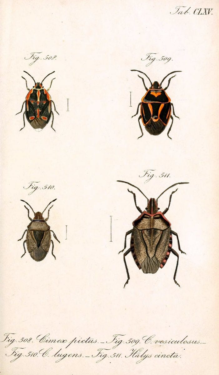 Die wanzenartigen Insecten :.NÃ¼rnberg :In der C.H. Zeh'schen Buchhandlung,1831-1853.  | Hemiptera | Vintage Print Reproduction 473681