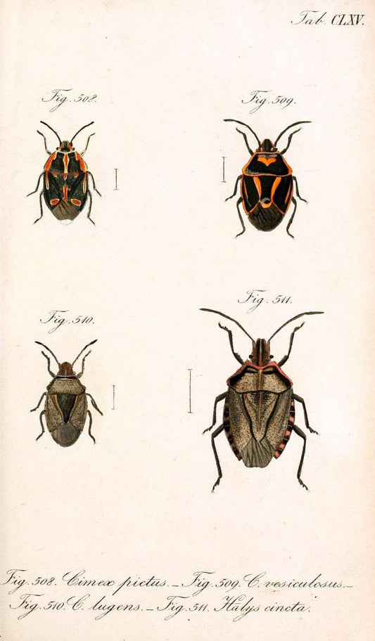 Die wanzenartigen Insecten :.NÃ¼rnberg :In der C.H. Zeh'schen Buchhandlung,1831-1853.  | Hemiptera | Vintage Print Reproduction 473681