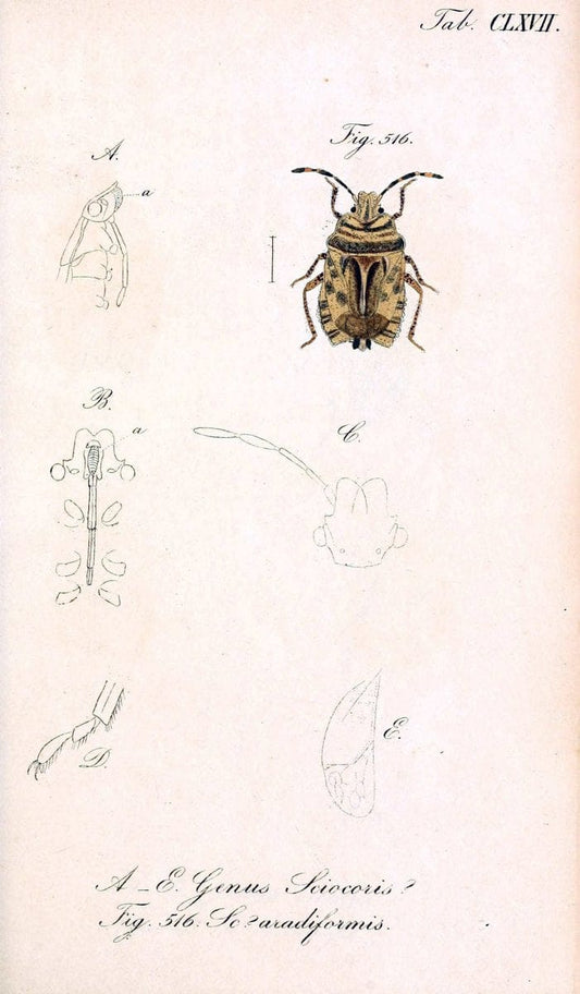 Die wanzenartigen Insecten :.NÃ¼rnberg :In der C.H. Zeh'schen Buchhandlung,1831-1853.  | Hemiptera | Vintage Print Reproduction 473682