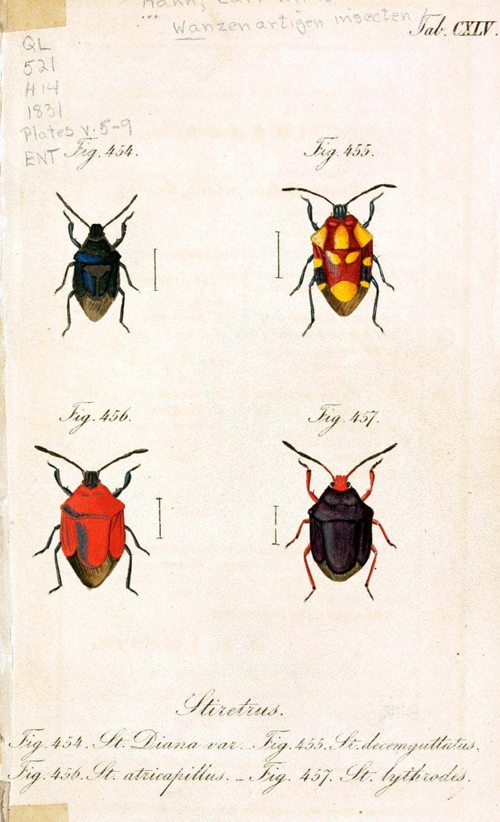 Die wanzenartigen Insecten :.NÃ¼rnberg :In der C.H. Zeh'schen Buchhandlung,1831-1853.  | Hemiptera | Vintage Print Reproduction 473683